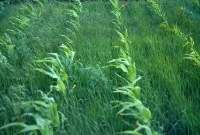 super-weeds-in-corn Resized.jpg